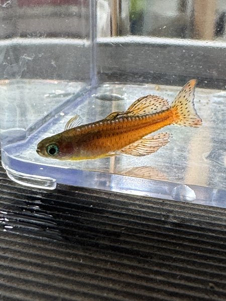 BAP - Pseudomugil luminatus