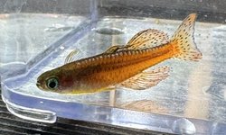BAP - Pseudomugil luminatus