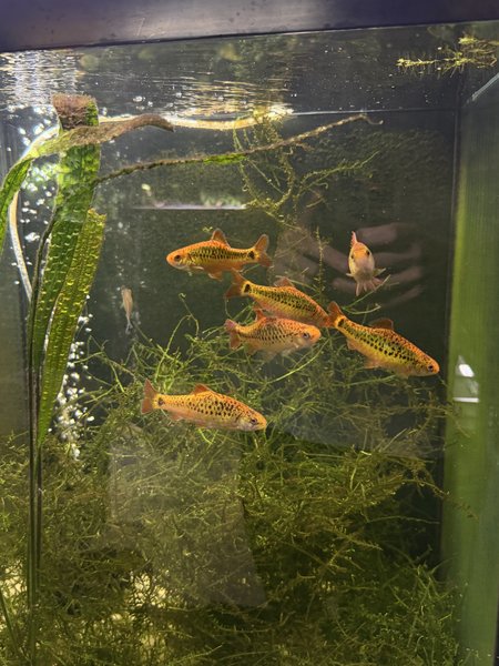 Gold Barb Breeding Group