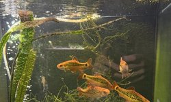 Gold Barb Breeding Group