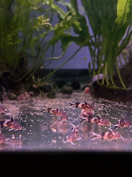 Synodontis Petricola Juvies