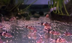 Synodontis Petricola Juvies