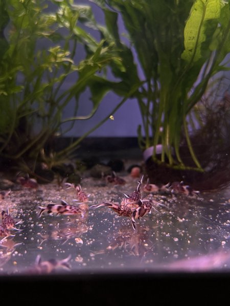 Synodontis Petricola Juvies