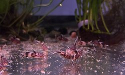 Photo 2 of Synodontis Petricola Juvies