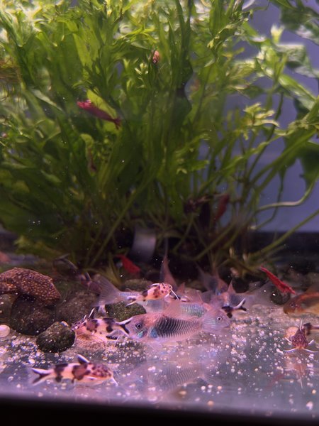 The Green cory, not the spotted Syno