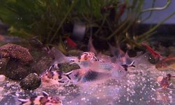 Photo 2 of Green Cory Group