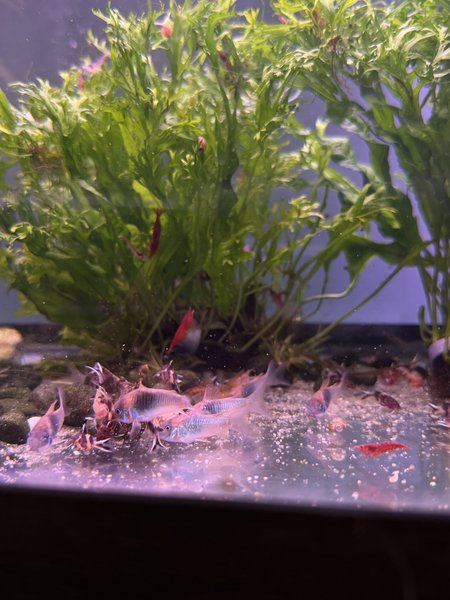 Green Cory Group