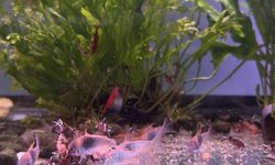 Photo 3 of Green Cory Group