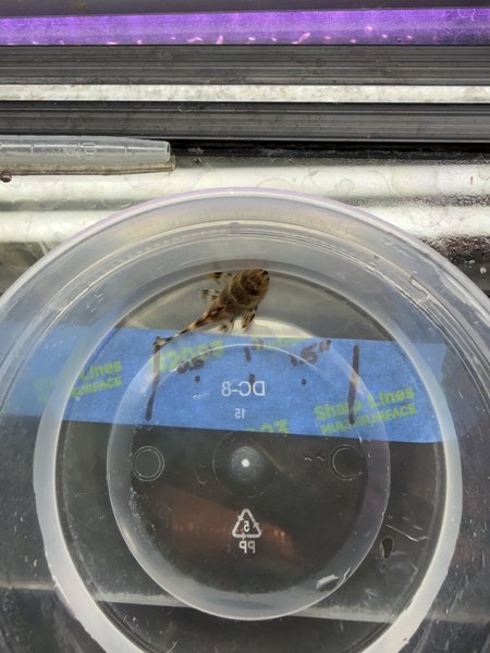 Clown Pleco 1.25”