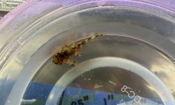 Clown Pleco 1”