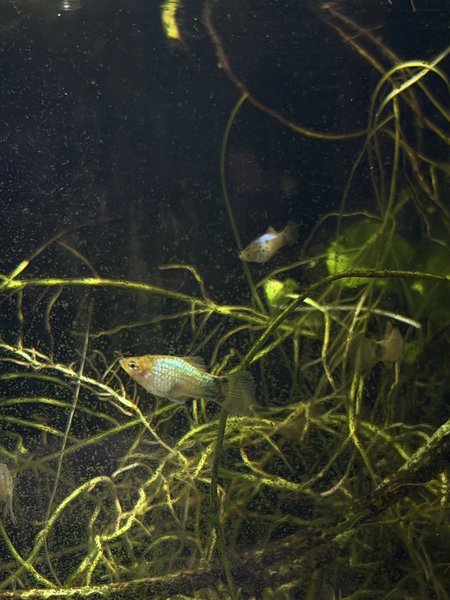 Blue Platy