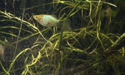 Blue Platy