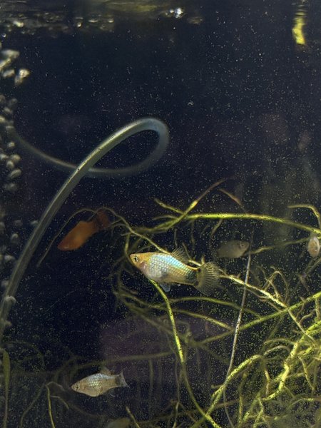 Blue Platy