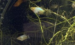 Photo 2 of Blue Platy