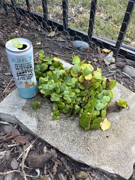 Amazon Frogbit - Large Pond-Grown lot 1