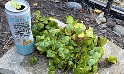 Amazon Frogbit - Large Pond-Grown lot 3