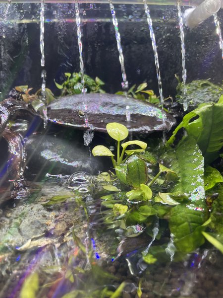 Anubias nana pinto