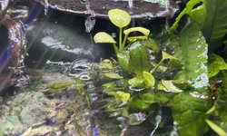 Anubias nana pinto
