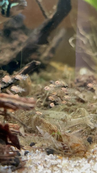 Ivanacara Bimaculata fry