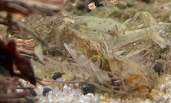 Photo 2 of Ivanacara Bimaculata fry