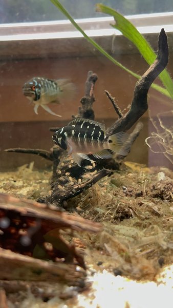 Ivanacara Bimaculata fry