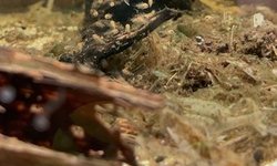Ivanacara Bimaculata fry