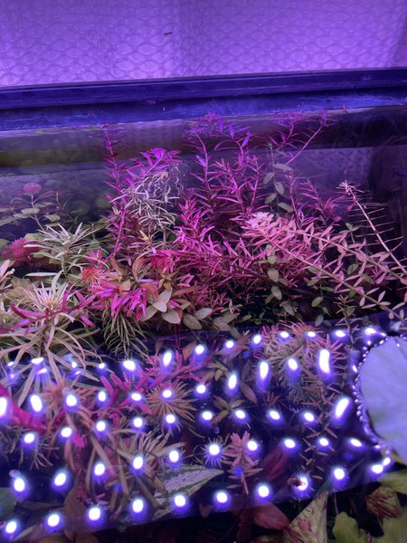 Rotala Blood red Vietnam