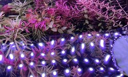 Rotala Blood red Vietnam