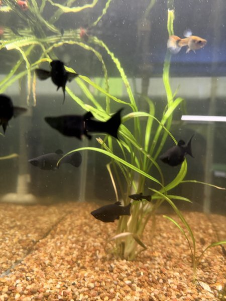Black molly