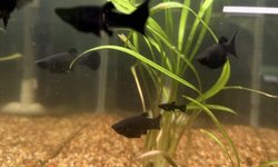 Black molly