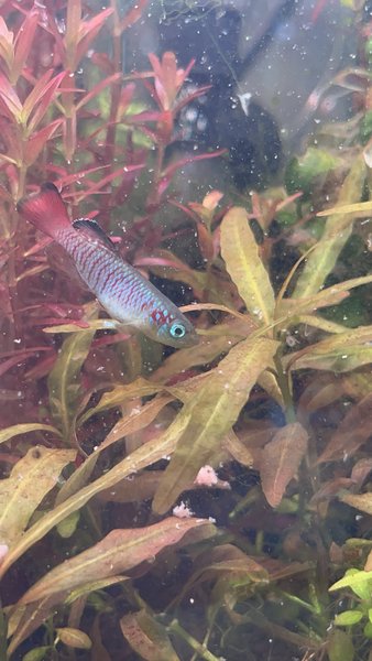 Guentheri killifish