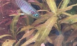 Guentheri killifish