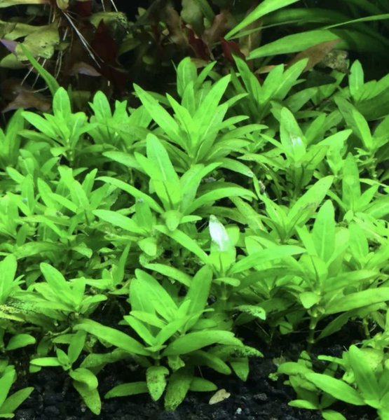 Staurogyne Repens - 3 stems