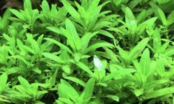 Staurogyne Repens - 3 stems
