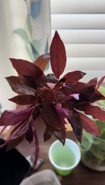 Alternanthera Rosanervig - 3 stems