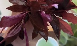 Alternanthera Rosanervig - 3 stems