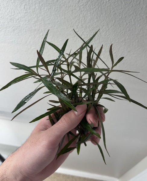 Hydrophila Araguaia - 3 stems