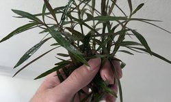 Hydrophila Araguaia - 3 stems