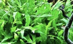 Javafern Narrow - 1 Plant