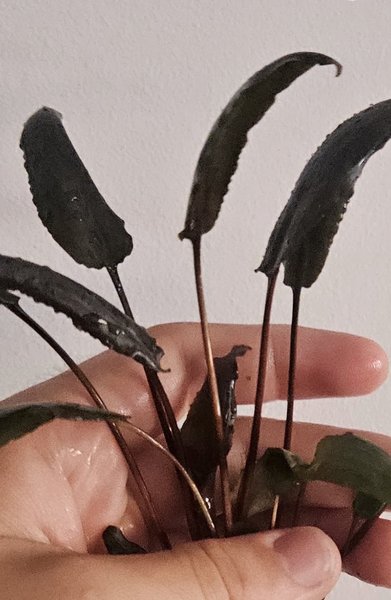 Crypt Wendtii -- 1 Plant
