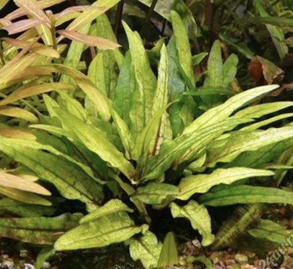 Crypt Wendtii Green Gecko -1 Plant