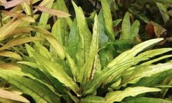Crypt Wendtii Green Gecko -1 Plant