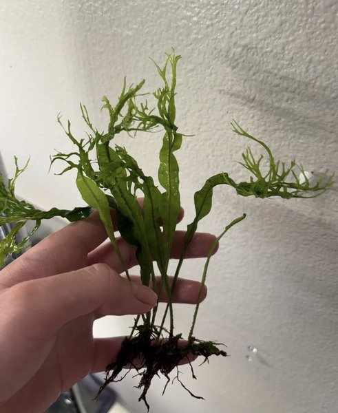 Javafern Windelov - 1 Plant
