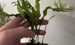 Javafern Windelov - 1 Plant
