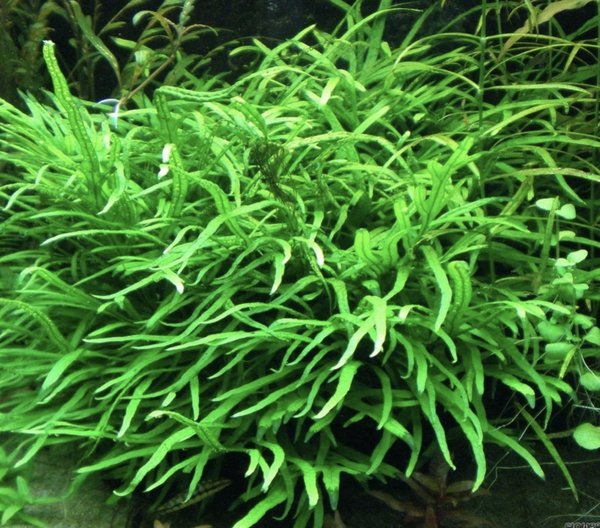 Javafern Trident - 1 Plant