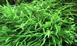 Javafern Trident - 1 Plant