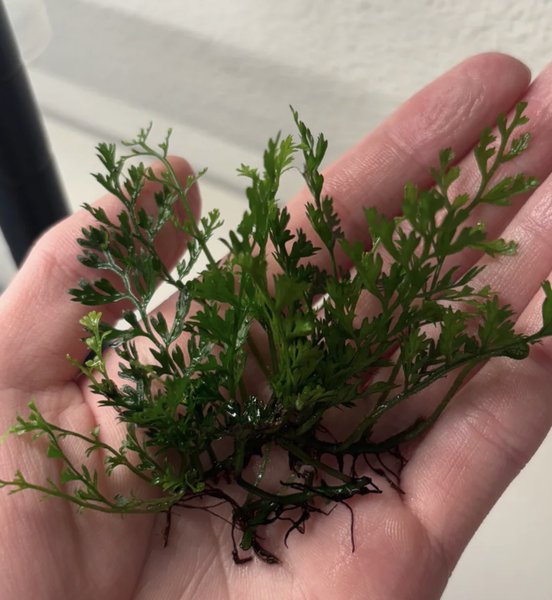 Mini Bolbitis "Baby Leaf"