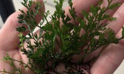 Mini Bolbitis "Baby Leaf"