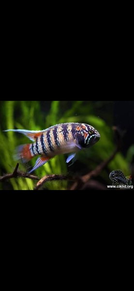 Adoketa Bimaculata