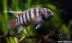 Adoketa Bimaculata
